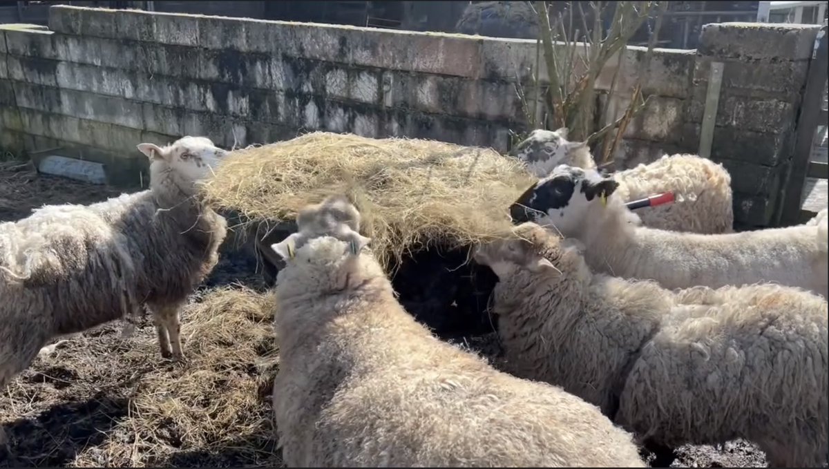 Some of our rescued sheep enjoying a rare dry moment. More heavy rain this w/e with Storm Kathleen. Our food stores are much depleted as fields are waterlogged so our animals can’t go out on summer grazing 💜 justgiving.com/campaign/veryu…