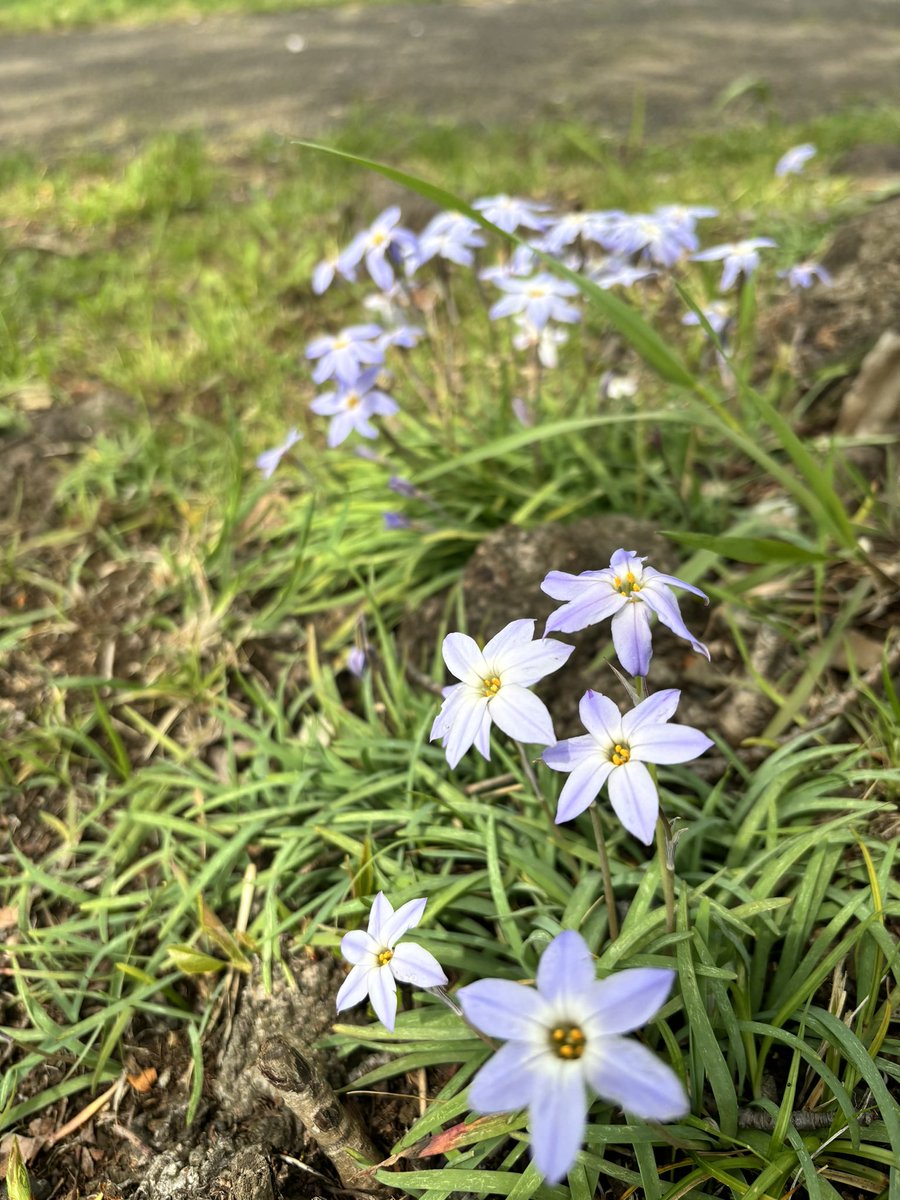 昨日はお花見へ。
桜もきれいだったけど、
野花もきれいでした。

こういうお花があちこち咲ているのって春らしくて好き😊