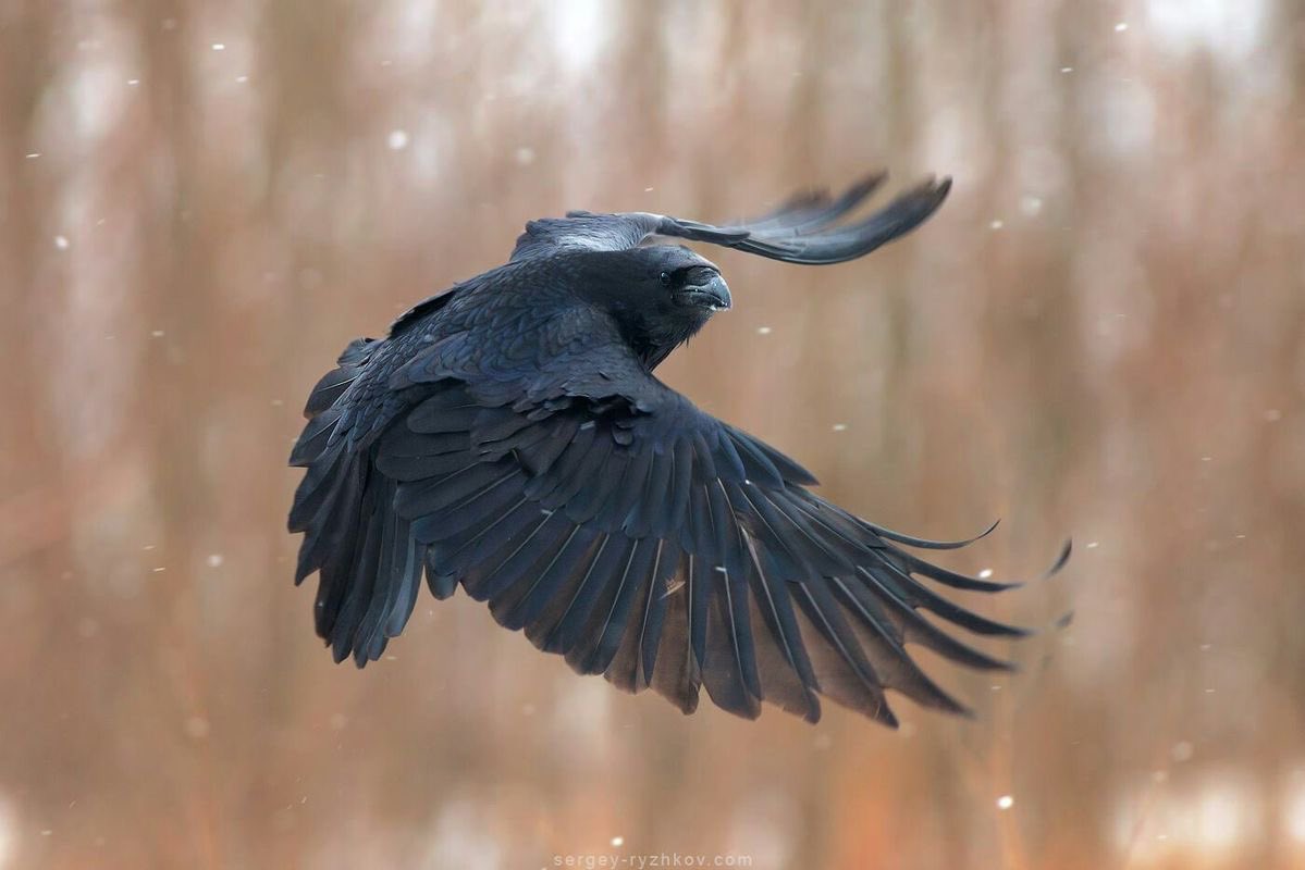 Aprovecho para decir ¡buenos días!
Llueve a chorro y estamos esperando a ver si para un poco en la caseta.
Las botas de goma de barro hasta las rodillas.
🤦‍♀️