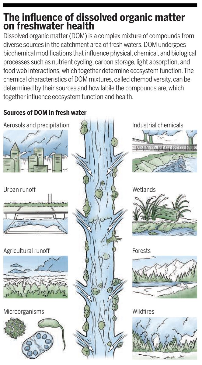 Dissolved organic matter, which consists of thousands of distinct organic compounds that mainly originate from different plant and animal remains, may offer a way to track and restore the health of fresh waters. Learn more in a new #SciencePerspective: scim.ag/6vD