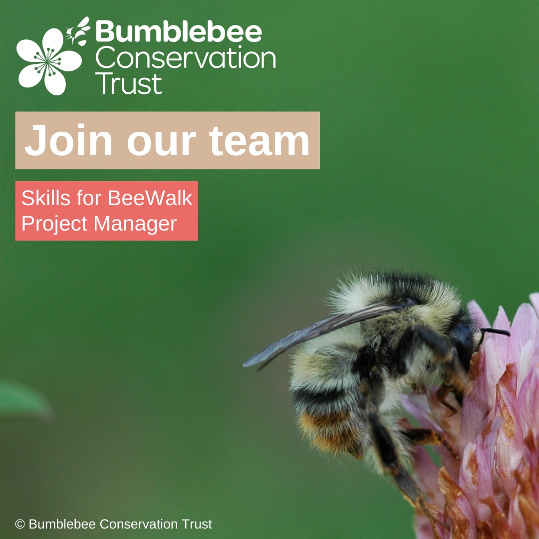 We are looking for a Skills for BeeWalk Project Manager to lead the Trust’s bumblebee identification and monitoring training 🐝 🕒 Part-time, permenant position 📍 Home-based 📅 Monday 15 April Full details 👉🏼 ow.ly/XCoF50QVFjE #EqualOpportunities