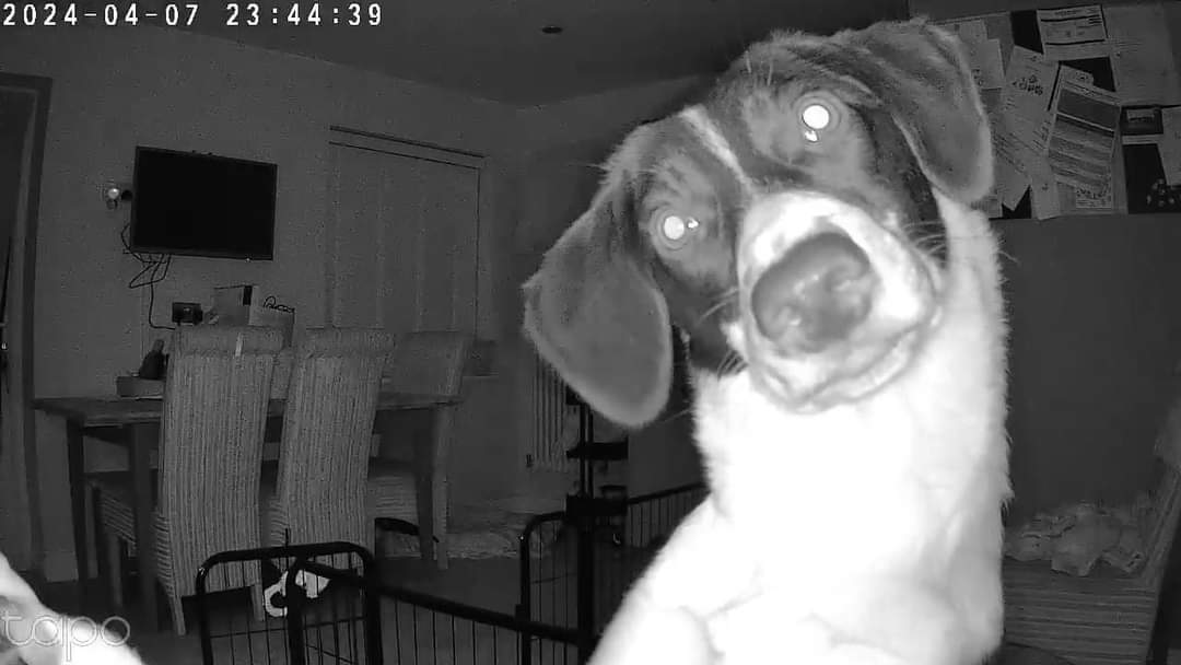 When you check in on pup-cam during the night! 🤣