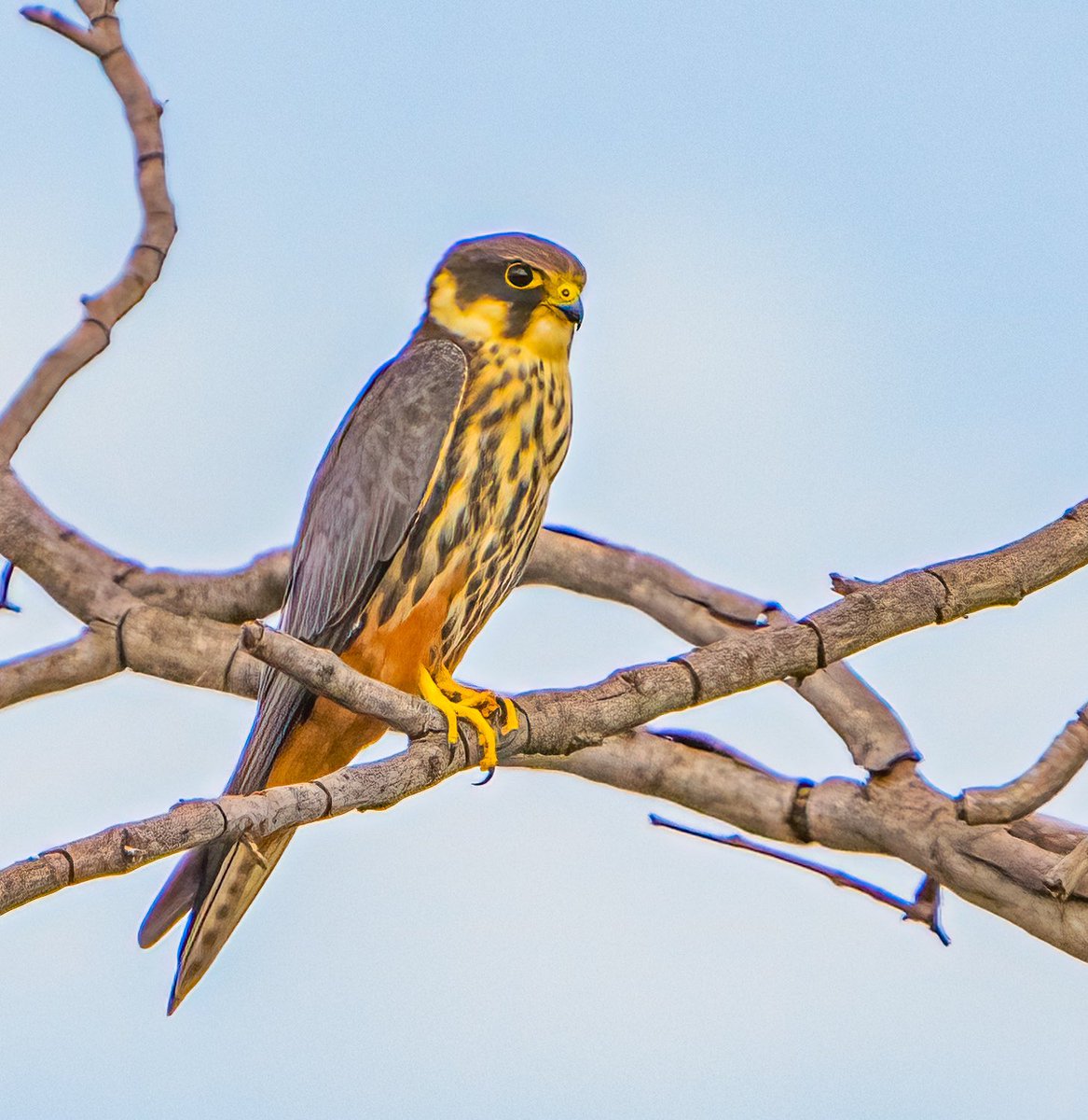 Amur Falcons aplenty in Victoria Falls National Park last month @Natures_Voice @NatGeoTravel #BBCWildlifePOTD #NaturePhotography #wildlifephotography #birding #afrcanwildlifephotography #raptors #victoriafalls