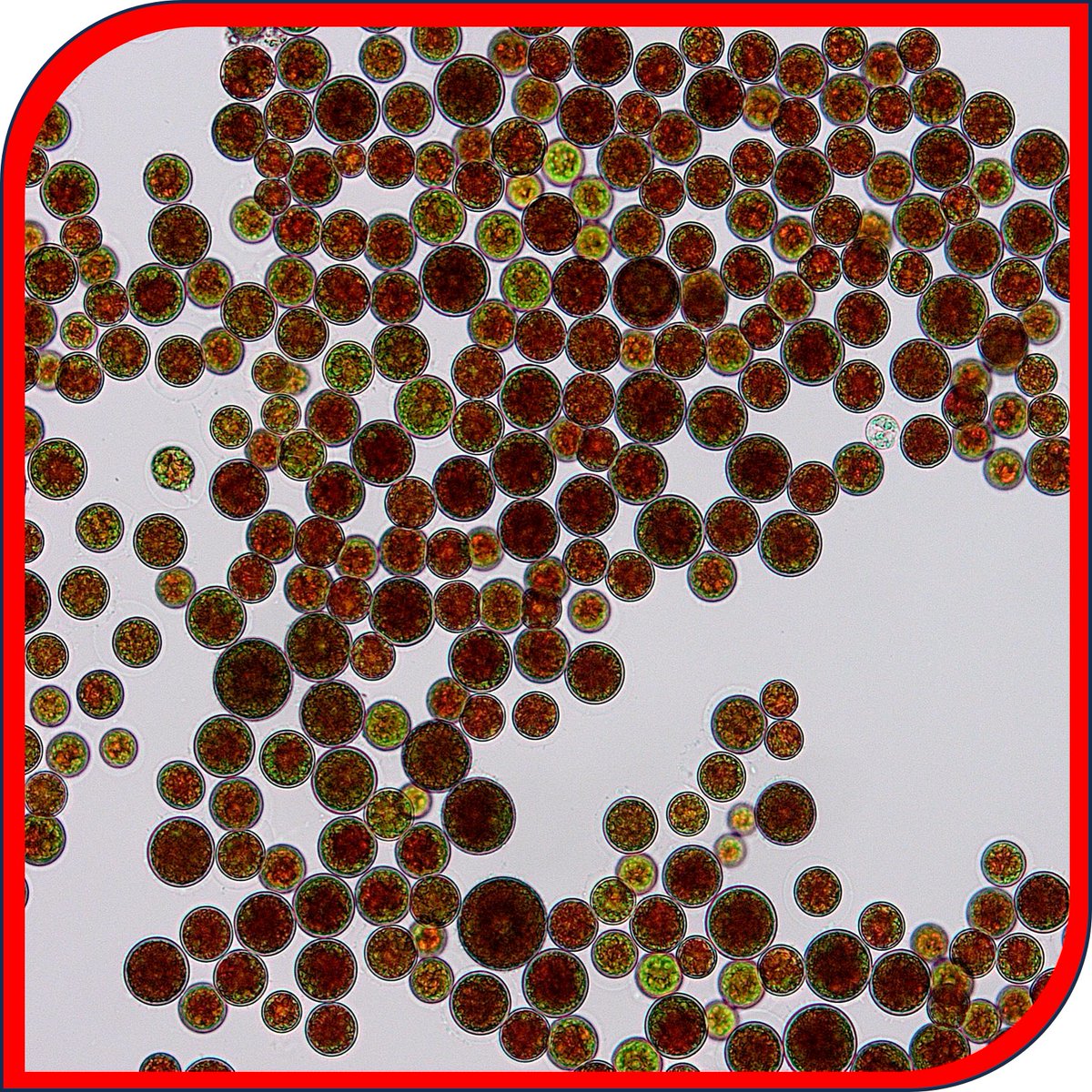 #microbeofthemonth: Haematococcus lacustris (DCG 0565)

This #microalgae is well known for its astaxanthin production during stress conditions. When taken up through the food chain, this pigment is responsible for the pink colour of flamingo’s.

bccm.belspo.be/catalogues/bm-…

@belspo