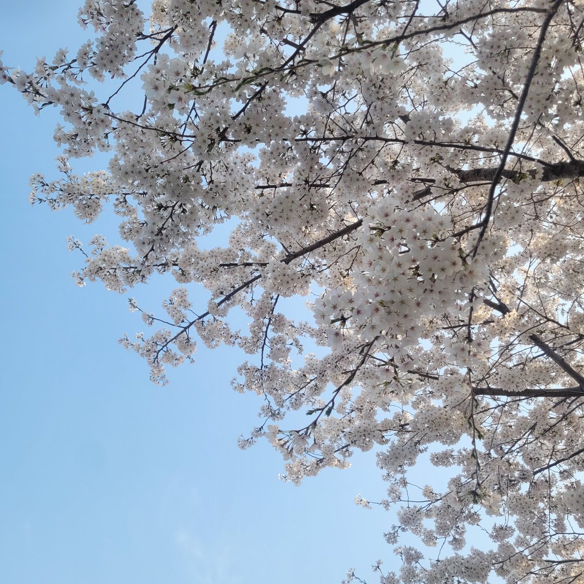 꽃은 이쁩니다. 언제나