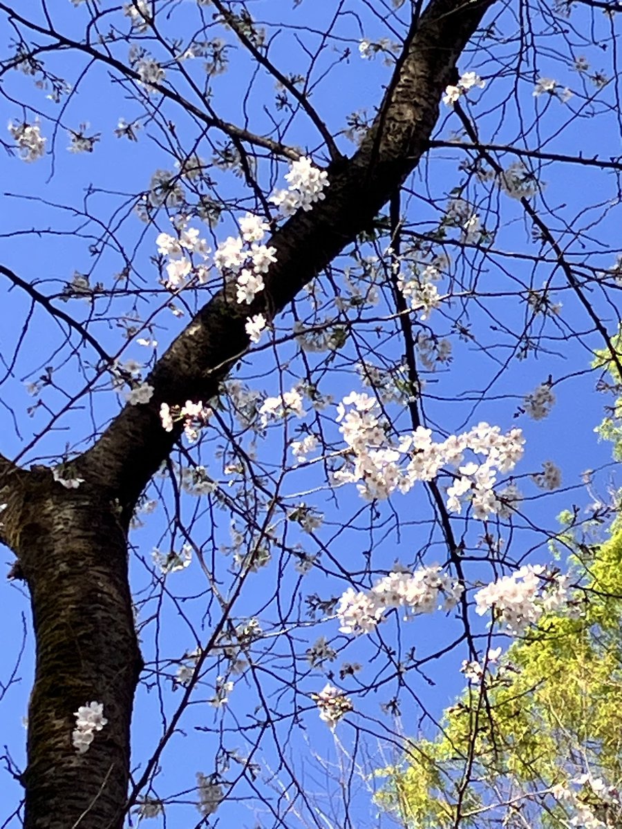 2024
4/7
🌸

青空

荻窪タウンセブン
東信水産で巻物を仕入れ
バスで善福寺公園

下ノ池方面に歩くと
少年たちが群れるテーブルが半分空いていた

酒は‥キャップをお猪口にして表面張力の実験を試しながら啜った

ポン酒はキャップお猪口で
巻物の鮮度は抜群で、ほろ酔いさ

🐾