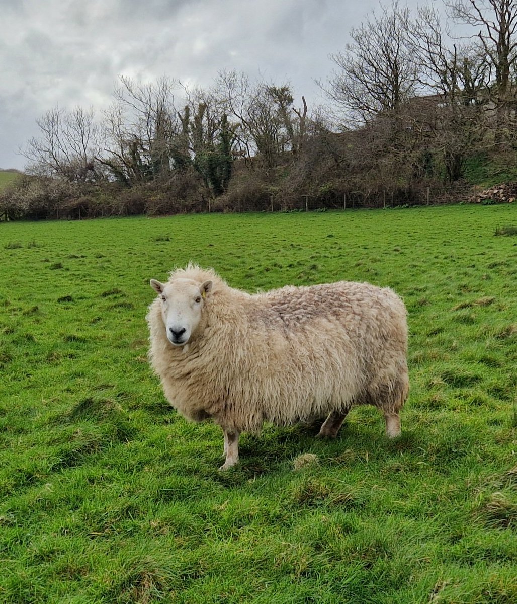 Samantha is glad things have calmed down a bit this morning. I may be a  breed that can live on top of a mountain she says, but that was a rough weekend!!!

#animalsanctuary #sheep #nonprofit #amazonwishlist #AnimalLovers #foreverhome 

woollypatchworksheepsanctuary.uk