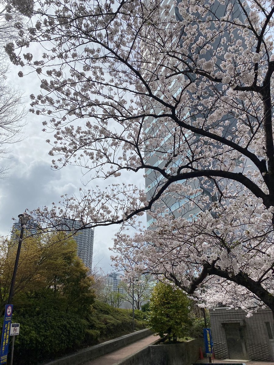 rainbow3695's tweet photo. 今年の🌸
一緒に散歩した🐶を思い出しながら🌸🌸🌸🌸🌸🌸 https://t.co/4deZuv8tLN