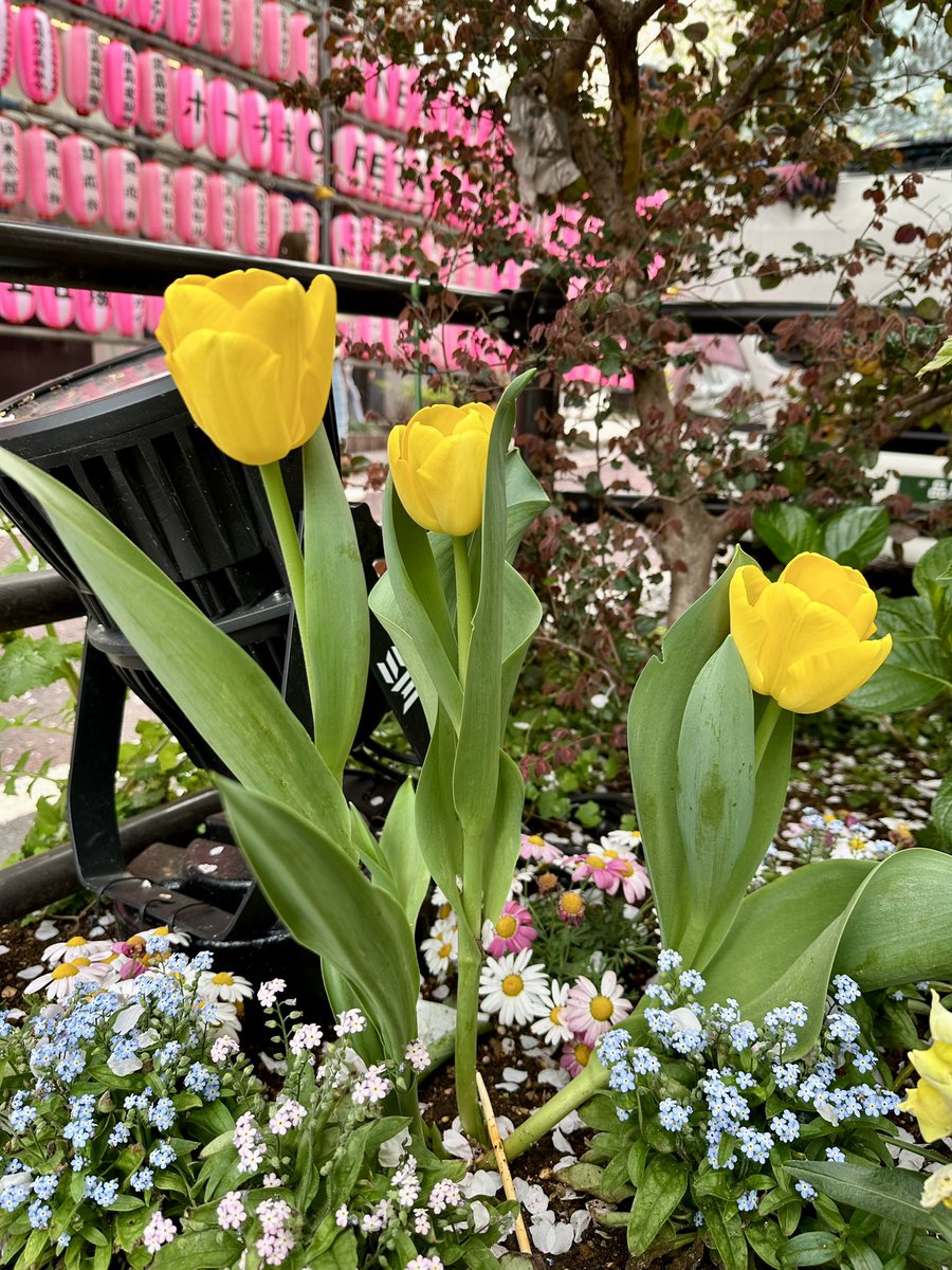 今日はいろんなところで満開の桜に出会えてラッキーな日でした🌸 桜の花びらがひらひら落ちるの、ずっと見てたい。きれいだったなぁ。 春は行く先々で色とりどりの花を見つけられてうれしい🌷