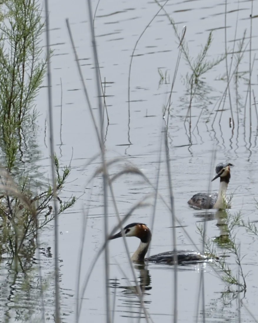 Somormujo lavanco. ¡Y con premio!