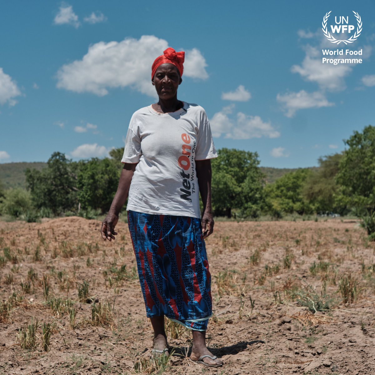 By now, smallholder farmers in #Zim wld usually start to have food from the fields But El Niño's impact reminds us of climate change's urgency, underscoring the imperative to scale up ongoing resilience building & climate adaptation efforts to reduce the effects of such episodes