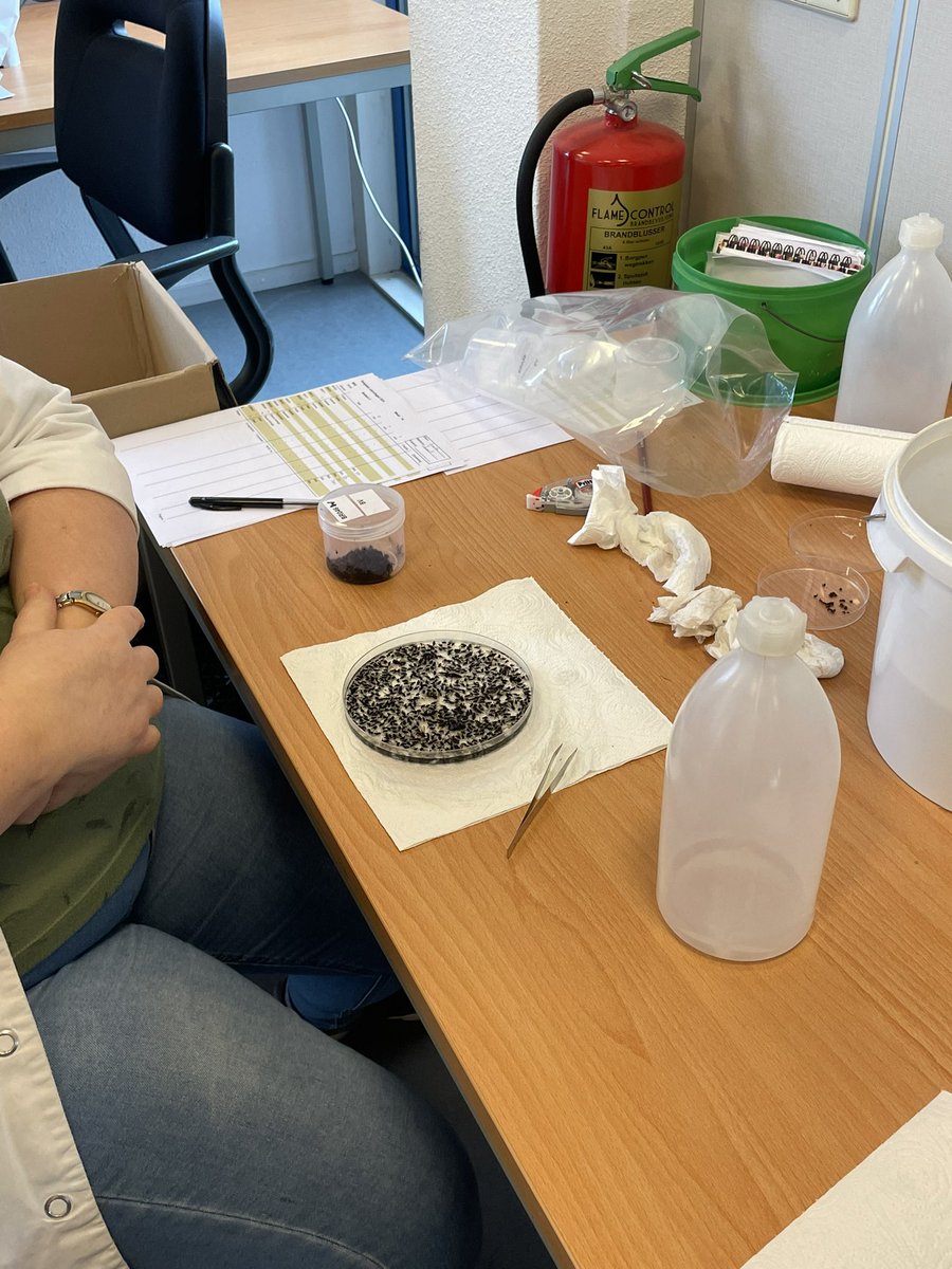 Jaap_Jonker9's tweet image. Monitoring bonenvlieg niet voor niets gestart! Al veel gevangen in onze vallen. Uienvlieg zal niet lang meer wachten dus geef nog snel op om vanaf het begin de beheersing te realiseren @DeGroeneVlieg @HLBbv #voorkomenisbeterdangenezen #uien #akker