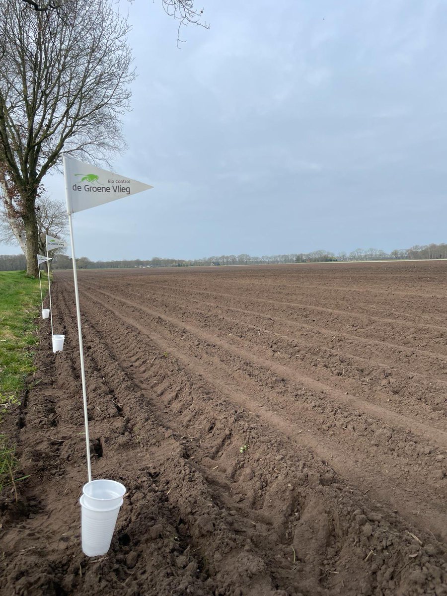Jaap_Jonker9's tweet image. Monitoring bonenvlieg niet voor niets gestart! Al veel gevangen in onze vallen. Uienvlieg zal niet lang meer wachten dus geef nog snel op om vanaf het begin de beheersing te realiseren @DeGroeneVlieg @HLBbv #voorkomenisbeterdangenezen #uien #akker