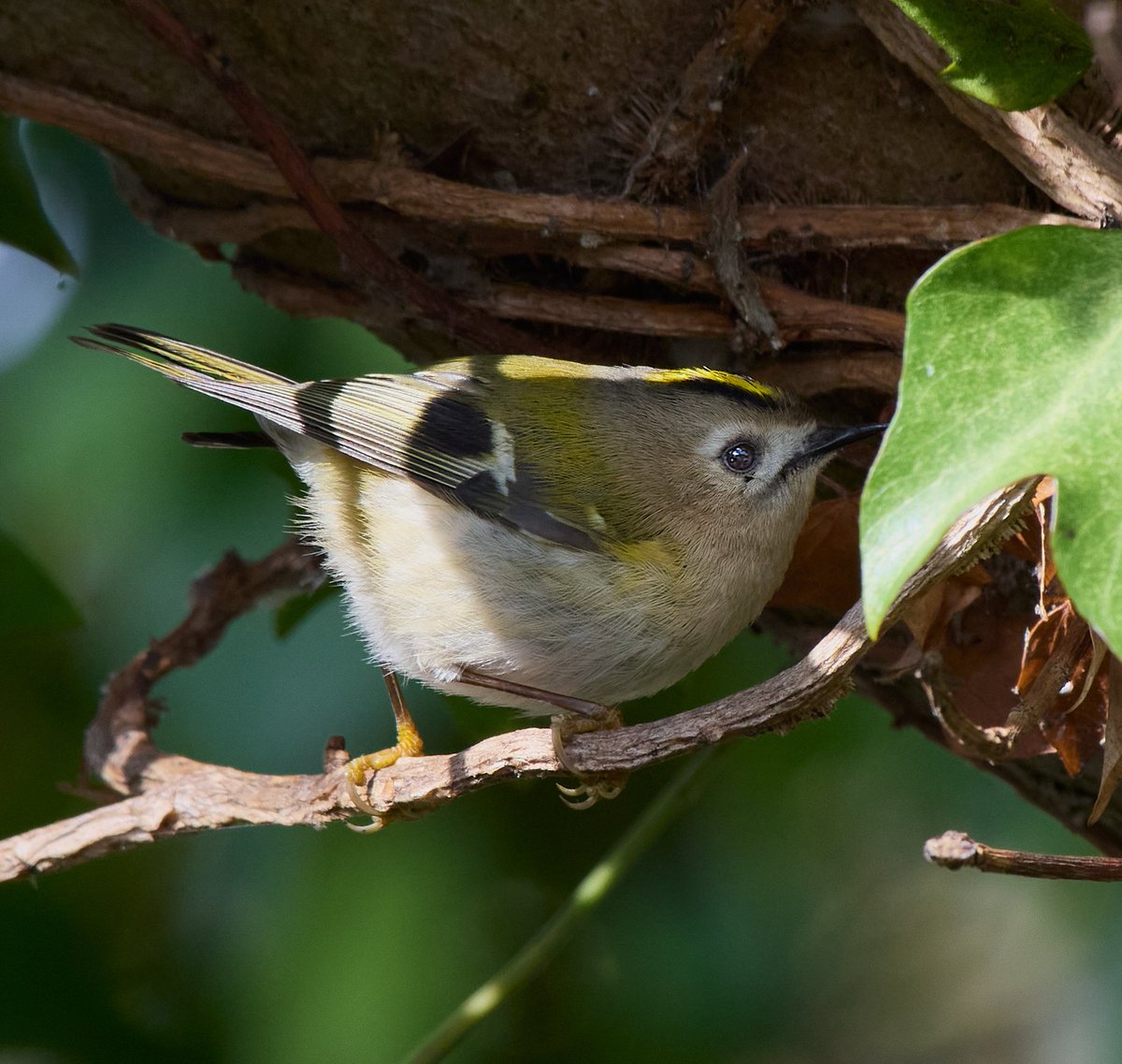 Goldcrest.