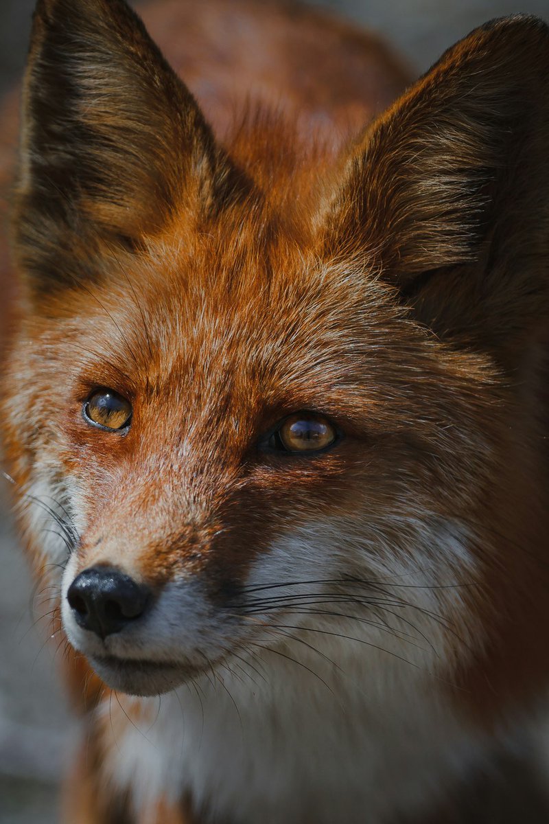 I wrote a poem about the mysterious, much maligned daily visitor to my garden. No prizes for guessing who it is🦊

Link in bio
