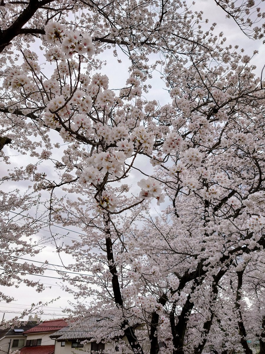 「福生水上公園まで桜を見に行ってきました 」|松羅弁当@「八日さんが舐める」1巻発売中のイラスト