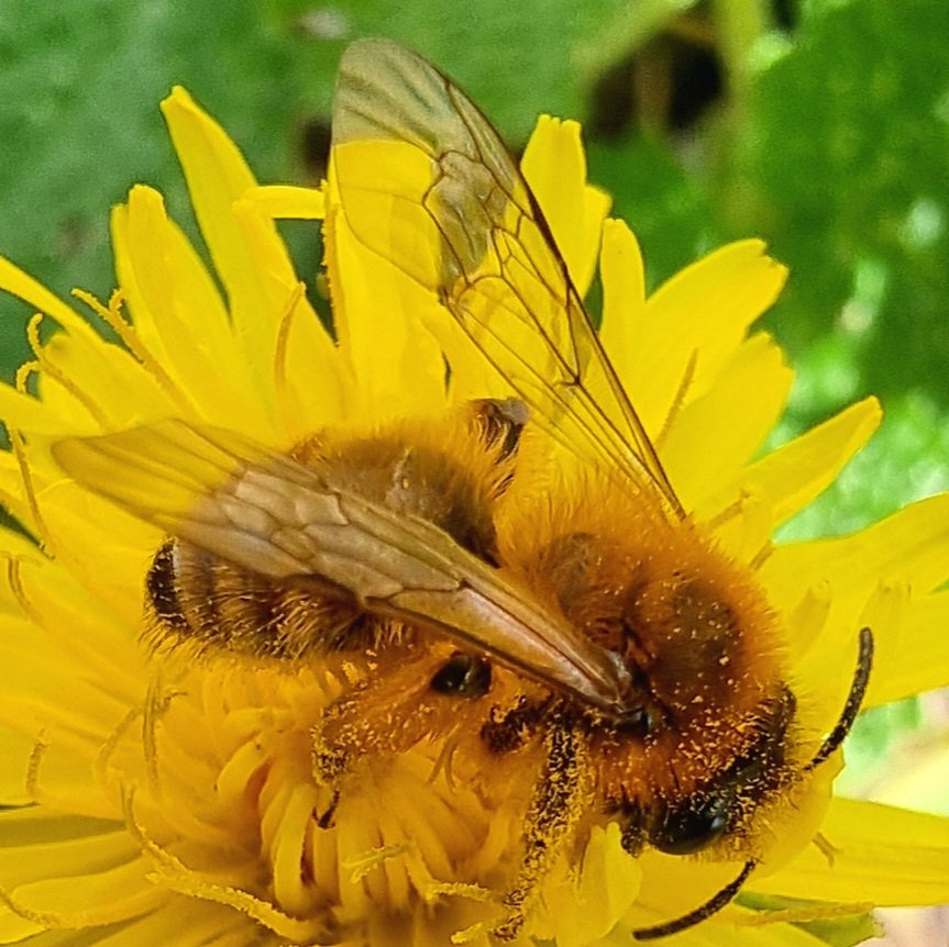 Eco surveys on the Hackney Buzzline are revealing the importance of relaxed mowing regimes for nature recovery in public green space management. Four mining bee species are now flying on #hackneybuzzline parks - and they're foraging almost exclusively on dandelions. 👇