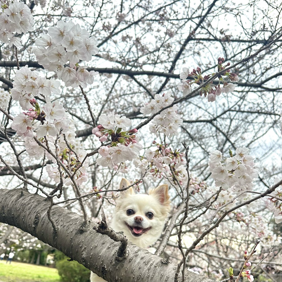 jefjefys's tweet photo. 桜×モコ

#桜 #花見 #chihuahua #チワワ https://t.co/3NbyReyOLZ