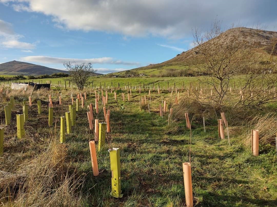 Our #CoetiroeddBach / #TinyForests in #Wales is a grant scheme as part of the National Forest for Wales programme. Are you interested in finding out more? We're holding our final webinar on 10 April for prospective applicants. Book your space 👉 events.teams.microsoft.com/event/e2ef8543…