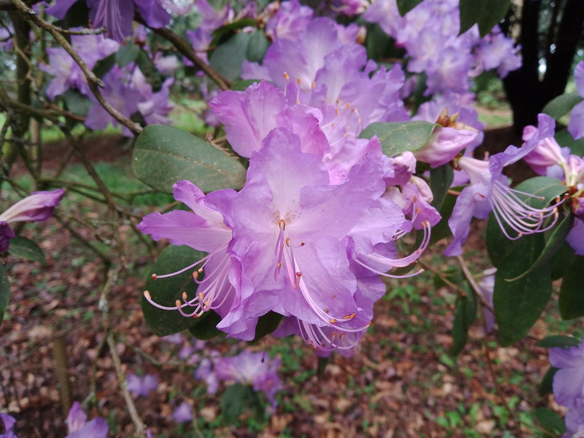 Azaleas are looking beautiful at Westonbirt Arboretum this week! 💮 Celebrated for centuries in art, literature, and even as symbols of love, femininity and prosperity. Come and see them on your next visit to the arboretum.