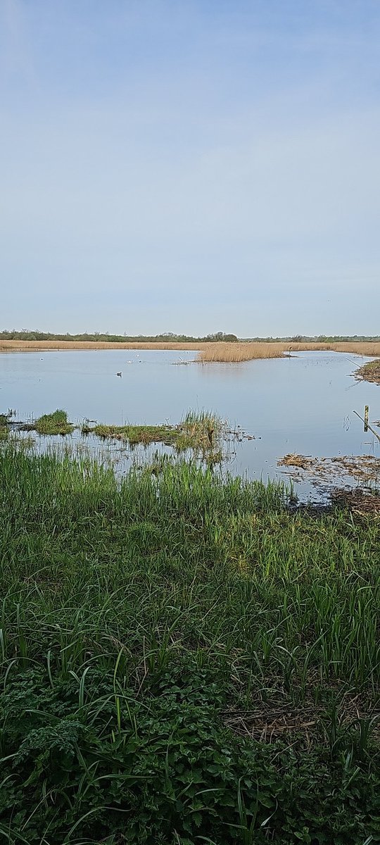 ItsShaunButton's tweet image. You know when you just need to get out, enjoy the peace and quiet, be surrounded by nature, and listen to the birds? 🌳🐦 Today is one of those days. #NatureLover #PeaceAndQuiet