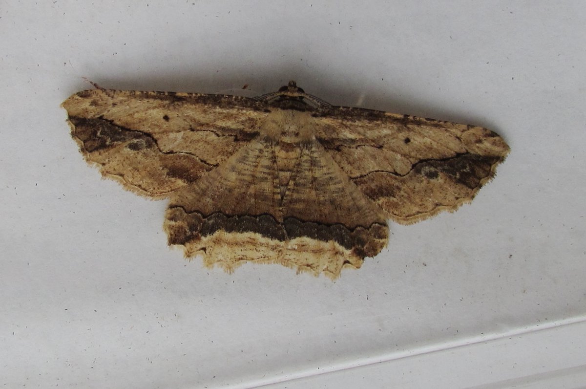 At least the Waved Umber made up for the lack of numbers in last nights Broadwey trap.
