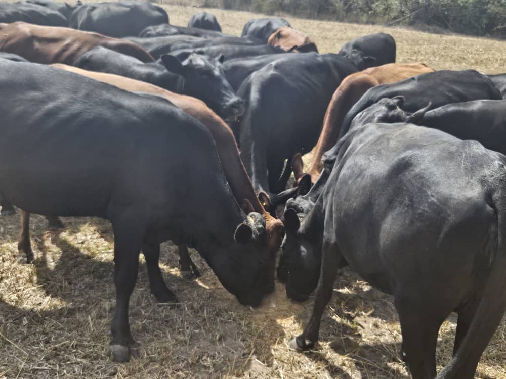 MoLAFWRD_Zim's tweet photo. The Livestock  Recovery and Growth Plan focused on improving nutrition, introduced better genetics and reducing debilitating  diseases, capacitation of extension services,market and trade development and investment mobilization to increase Livestock numbers and quality.
#AFSRTS https://t.co/5O3GDrRfn0