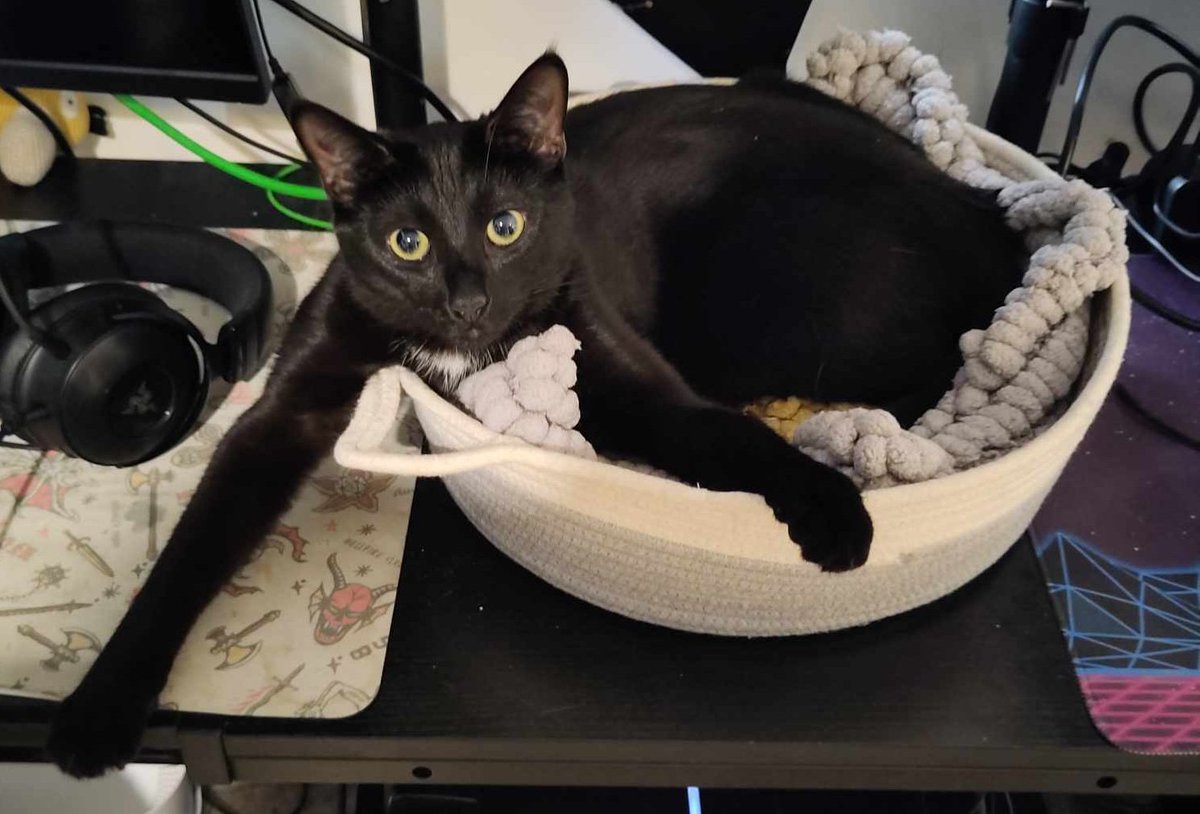 Pros of floor-to-ceiling cat trees: Enrichment, exercise, etc.
Cons: Breakfast-based tactical missiles from this lil' goof's tummy from 6ft in the air.