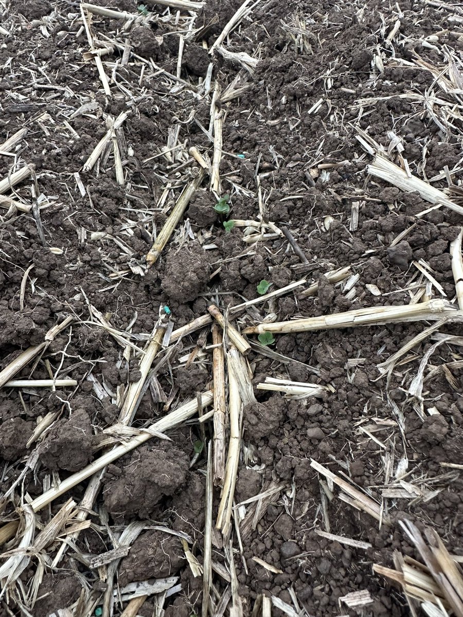 Captain winter canola <a href="/AGF_Seeds/">AGF Seeds</a> 
sown before last weeks 40mm. Great option for early seeding wet blocks.