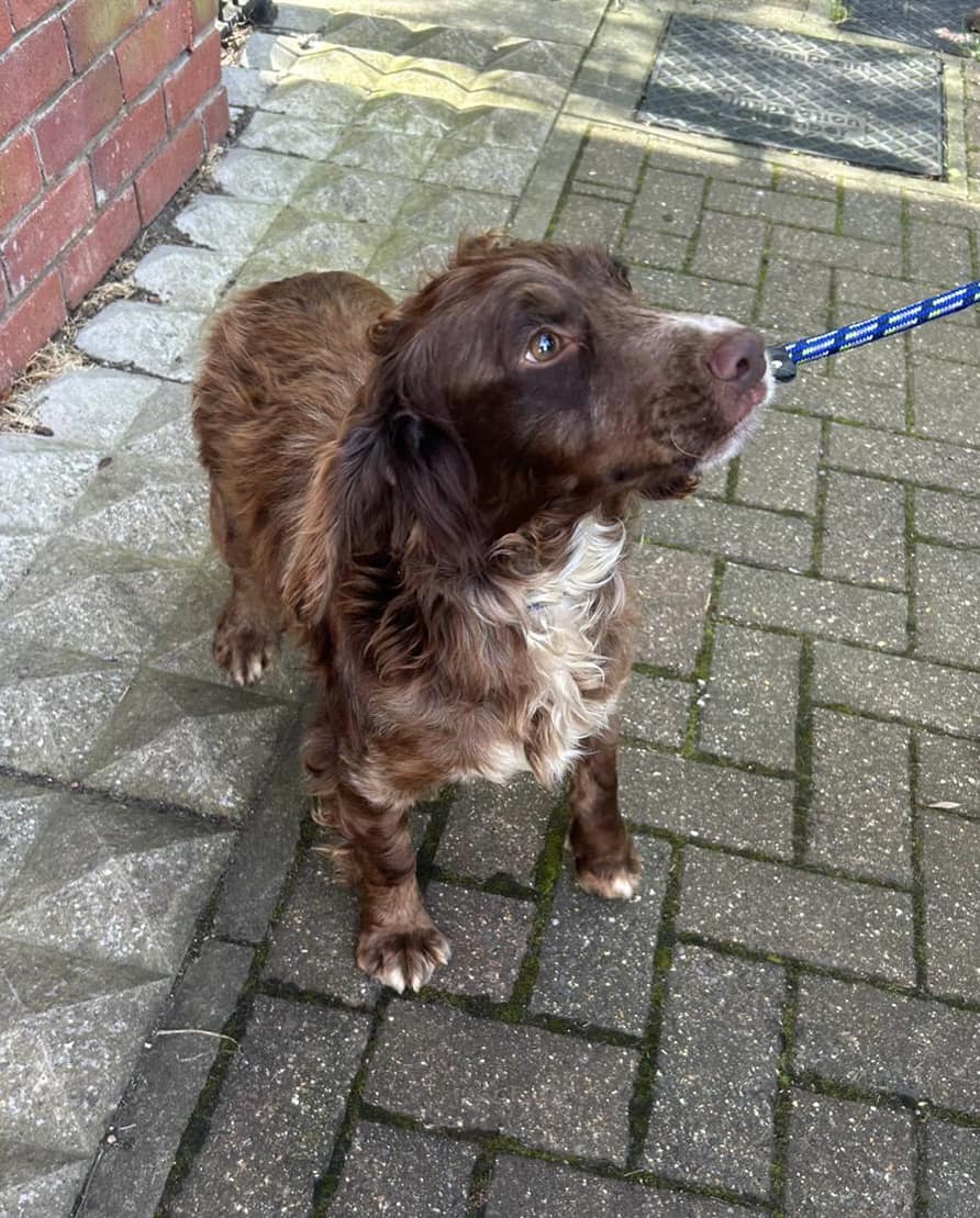 Please retweet to HELP FIND THE OWNER OR A RESCUE SPACE FOR THIS DOG FOUND #GILLINGHAM #MEDWAY #KENT #UK FOUND APRIL 6
Found Dog: Spaniel, male
Location: Corporation Road, Gillingham, HE COULD BE MISSING OR STOLEN FROM ANOTHER AREA, PLEASE SHARE WIDELY.
Microchip status: Not