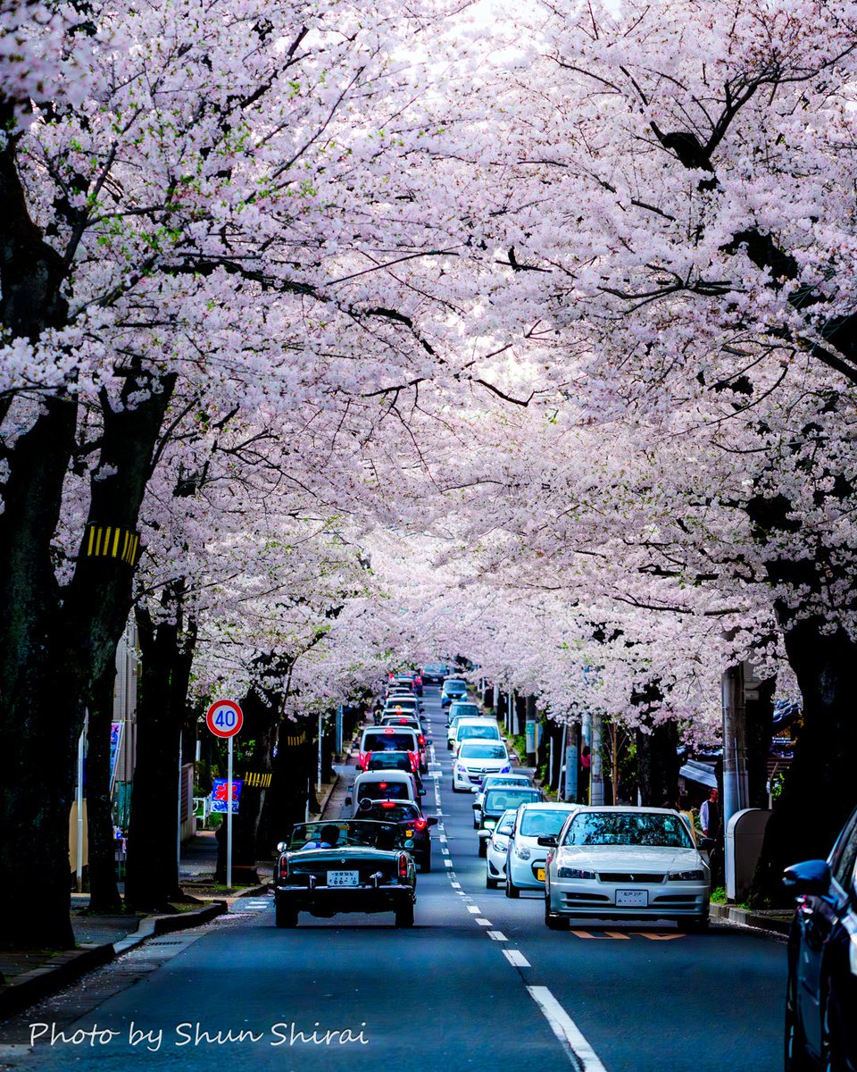 ■タイトル:桜のトンネル満開✨(4/7撮影) ■撮影スポット:松戸市・常盤平さくら通り ■一言:昨日あたりちょうど満開になったばかりと思われますが、早くも少し散り始めてたので今年の満開期間は短めかも!？ #桜 #松戸 #花 #千葉 #松戸市 #ちばとぴフォト部投稿 #常盤平 #千葉県 #japan #東京カメラ部