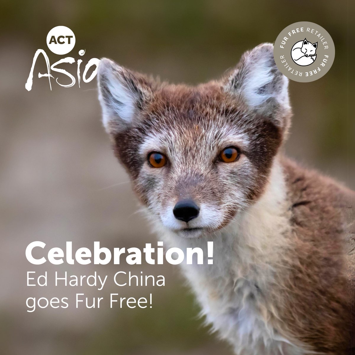 Fantastic News! 🎉🎉🎉 ACTAsia announces luxury fashion brand Ed Hardy China is to join the Fur Free Retailer Scheme in China! 👏👏👏 China is the world’s largest fur market. Press release here: tinyurl.com/4cjp8f69 #EdHardyChina #FurFree #CrueltyFree