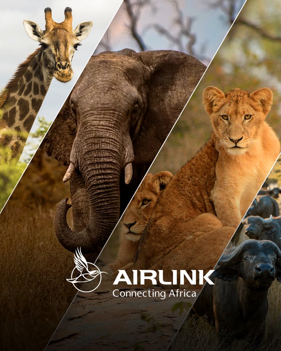 Wild Wonders Await! Fly direct to Skukuza Airport & step into the heart of Kruger National Park. 🌿🐘 Kruger adventures start here! Book now at: bit.ly/4cKzMLp #Airlink #Kruger #FlyAirlink #FlyTheLink #Skybucks