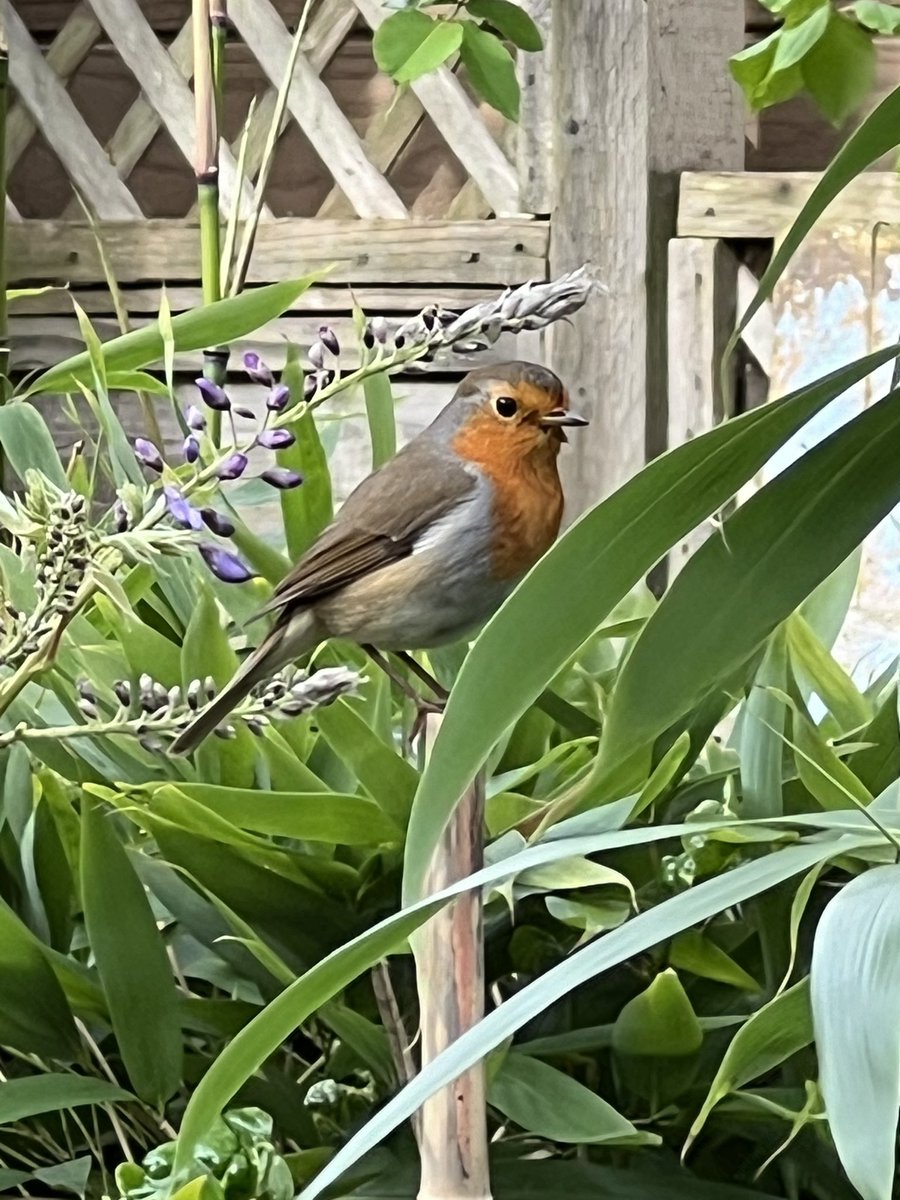 Robin popping in yesterday to help me while I was gardening.