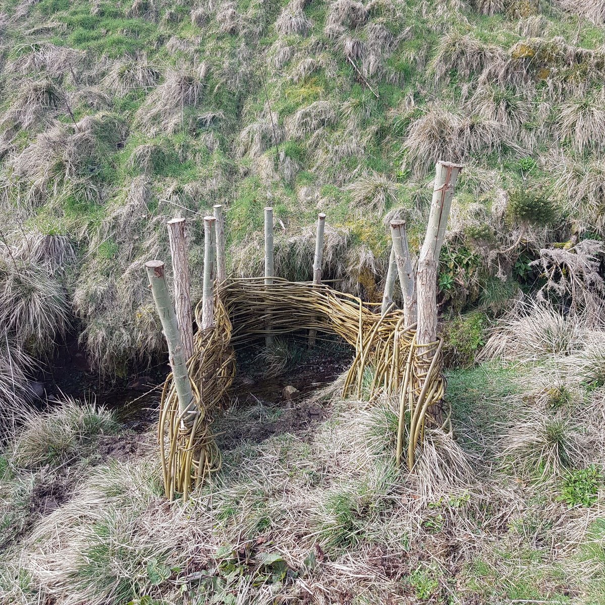 We 💚 leaky dams (aka #naturalfloodmanagement)
👏 to @ForthRiversT @TCVScotland willow-weaving volunteers we have new leaky dams at #GeordiesWood, Glen Devon. They'll #slowtheflow of water downstream, encourage water onto floodplains & boost biodiversity #NatureRestorationFund