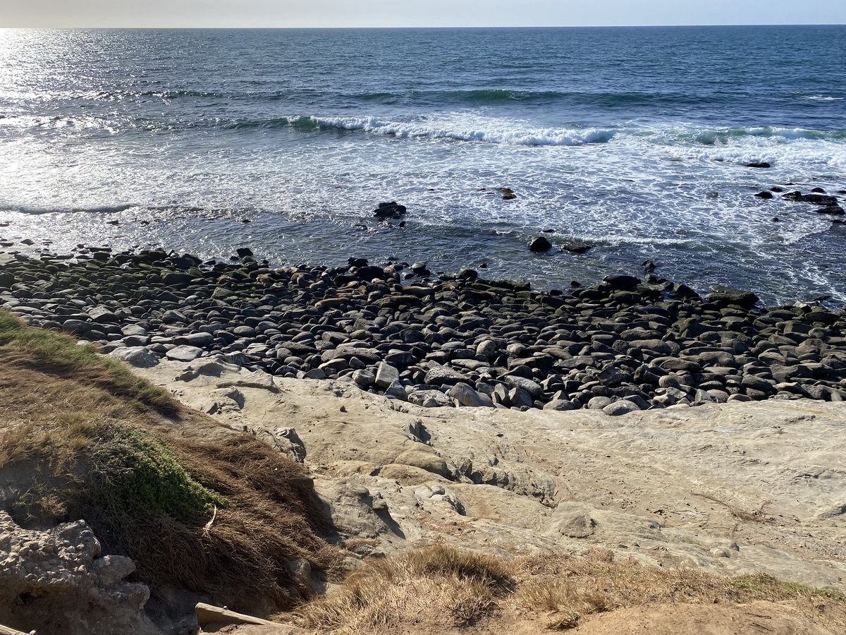 Challenge to distinguish sea lions (Zalophus californianus) from harbour seals (Phoca vitulina) from rocks they bask on in La Jolla Cove, CA; 1st stop on 1st trip overseas as Master @christs_college