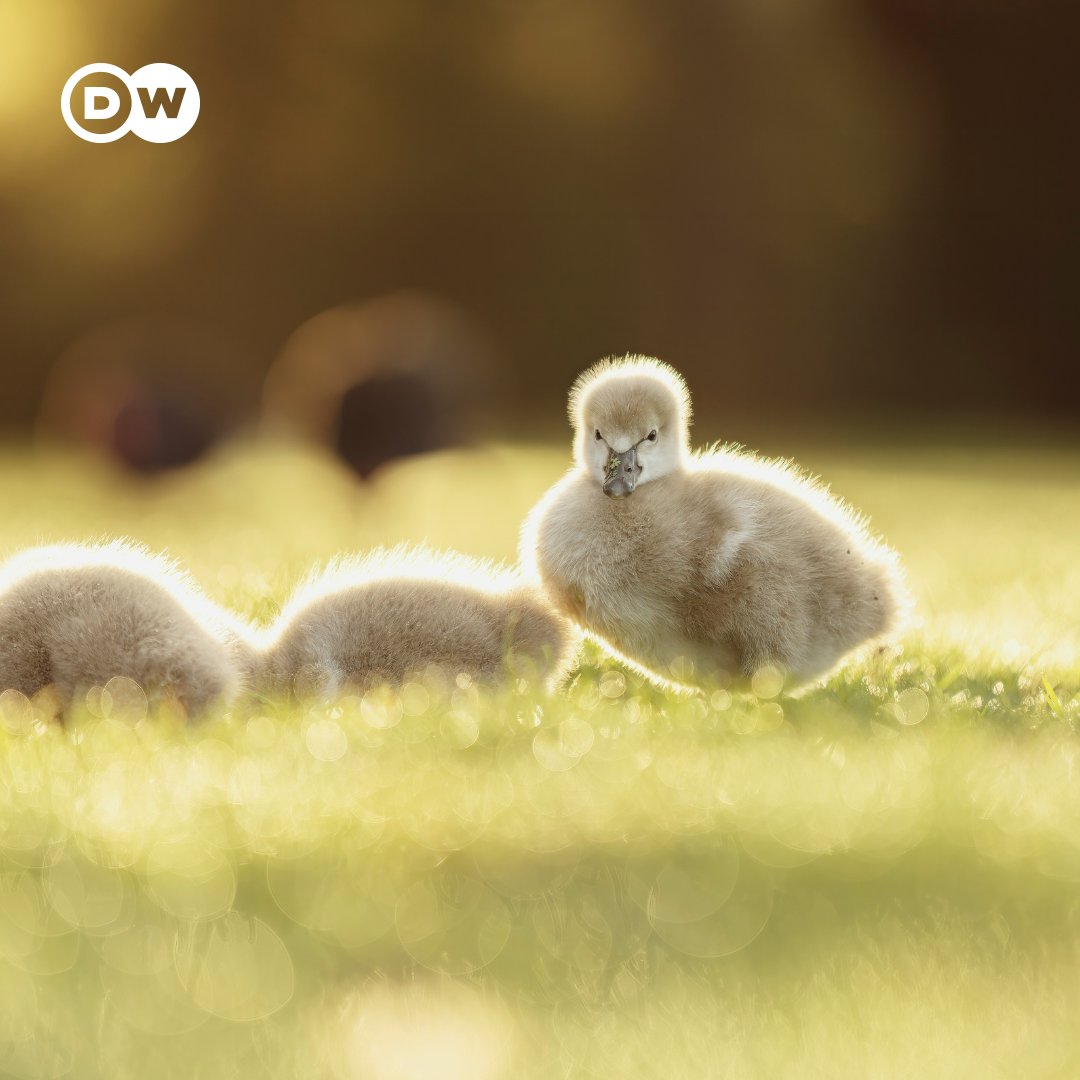 Um euch diesen Montagmorgen zu versüßen, haben wir heute wieder ein Tierbild für euch! Wir wünschen euch einen schönen Wochenstart.