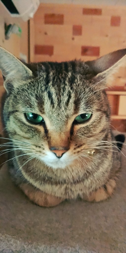 wodd_kiso's tweet photo. 今日もお疲れ様でした🐱 https://t.co/8b90rLDS5u
