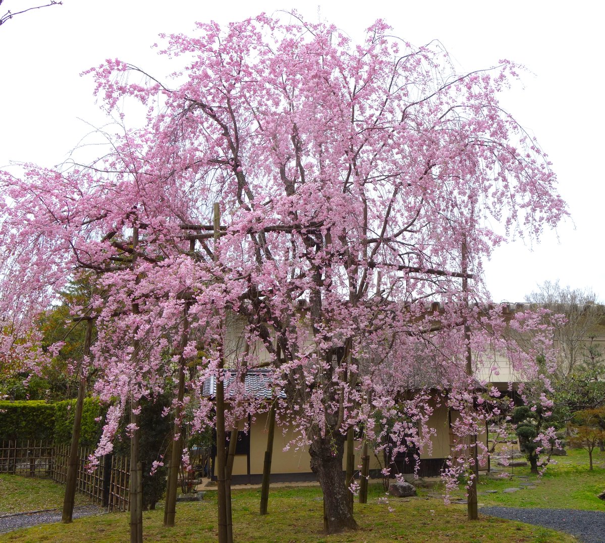油絵奈良のしだれ桜