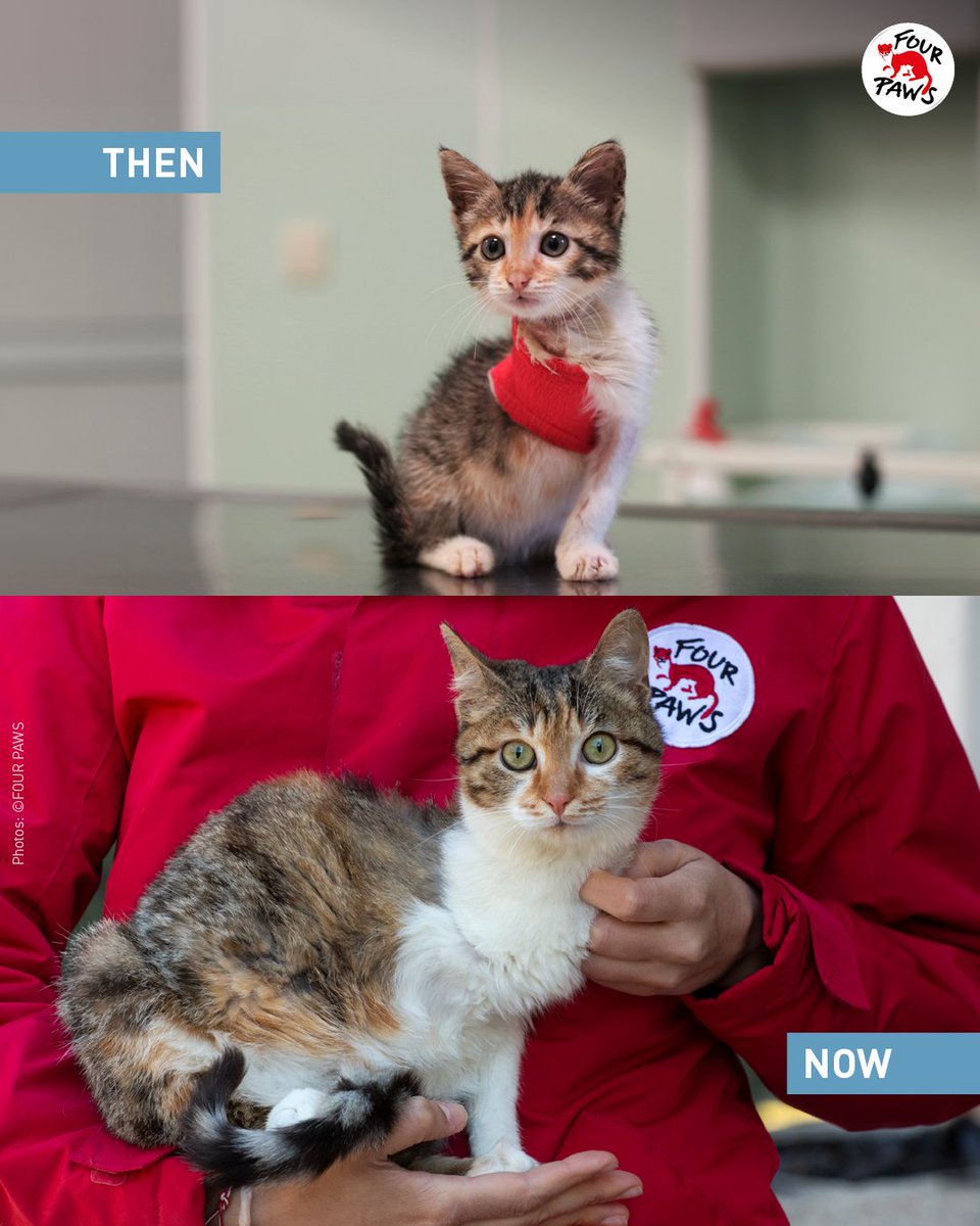 Meet Kami 🐱 This little soul was found with a paw torn from her body, heavily bleeding & almost unconscious. Our team performed an emergency amputation which saved her life 💕 With time Kami healed, and found a forever home, where she's cherished every single day.