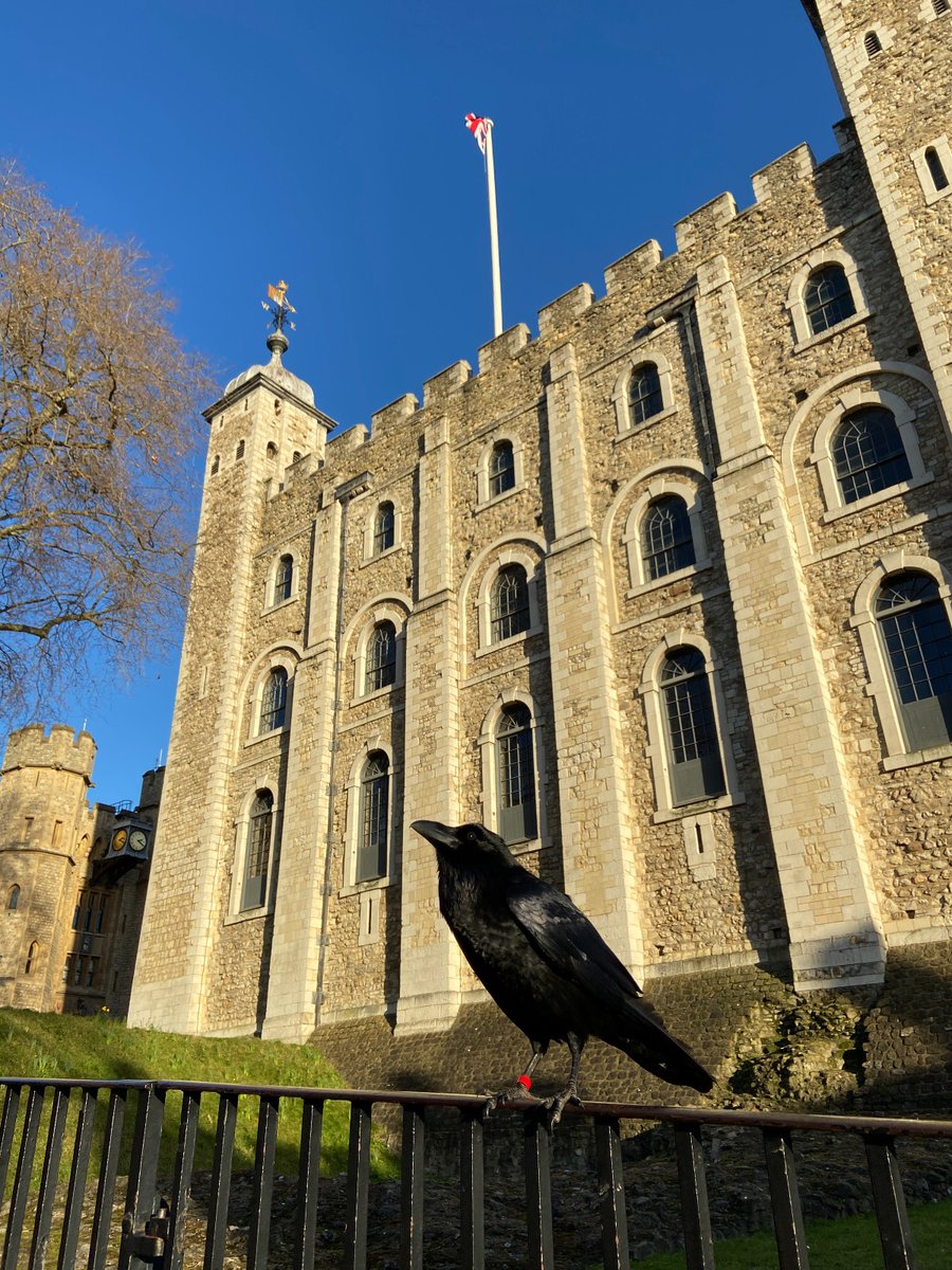 🦅 Our raven Poppy standing guard over the Tower of London 🏰 The Kingdom is safely resting in her and our other ravens' talons 😌