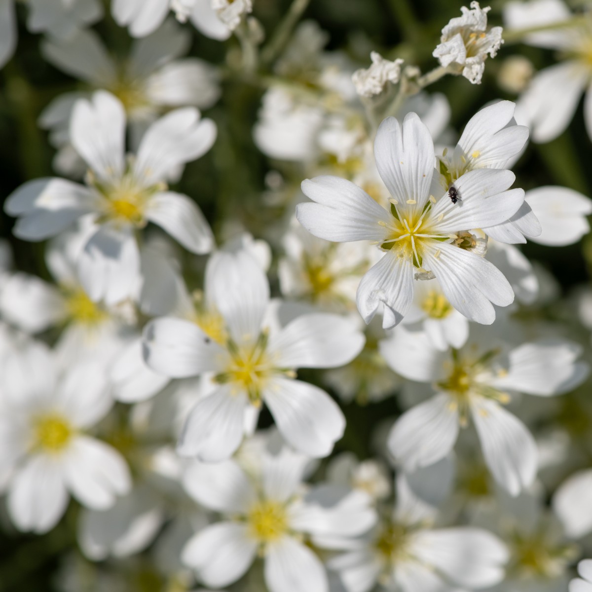 Alpines originate in mountainous, rocky regions 🌼 Plant in containers, gravelly gardens or between paving stones for long-lasting colour Varieties shown:​ - Saxifraga Early Lime​ - Phlox Macdaniels Cushion​ - Viola Etain​ - Cerastium tomentosum