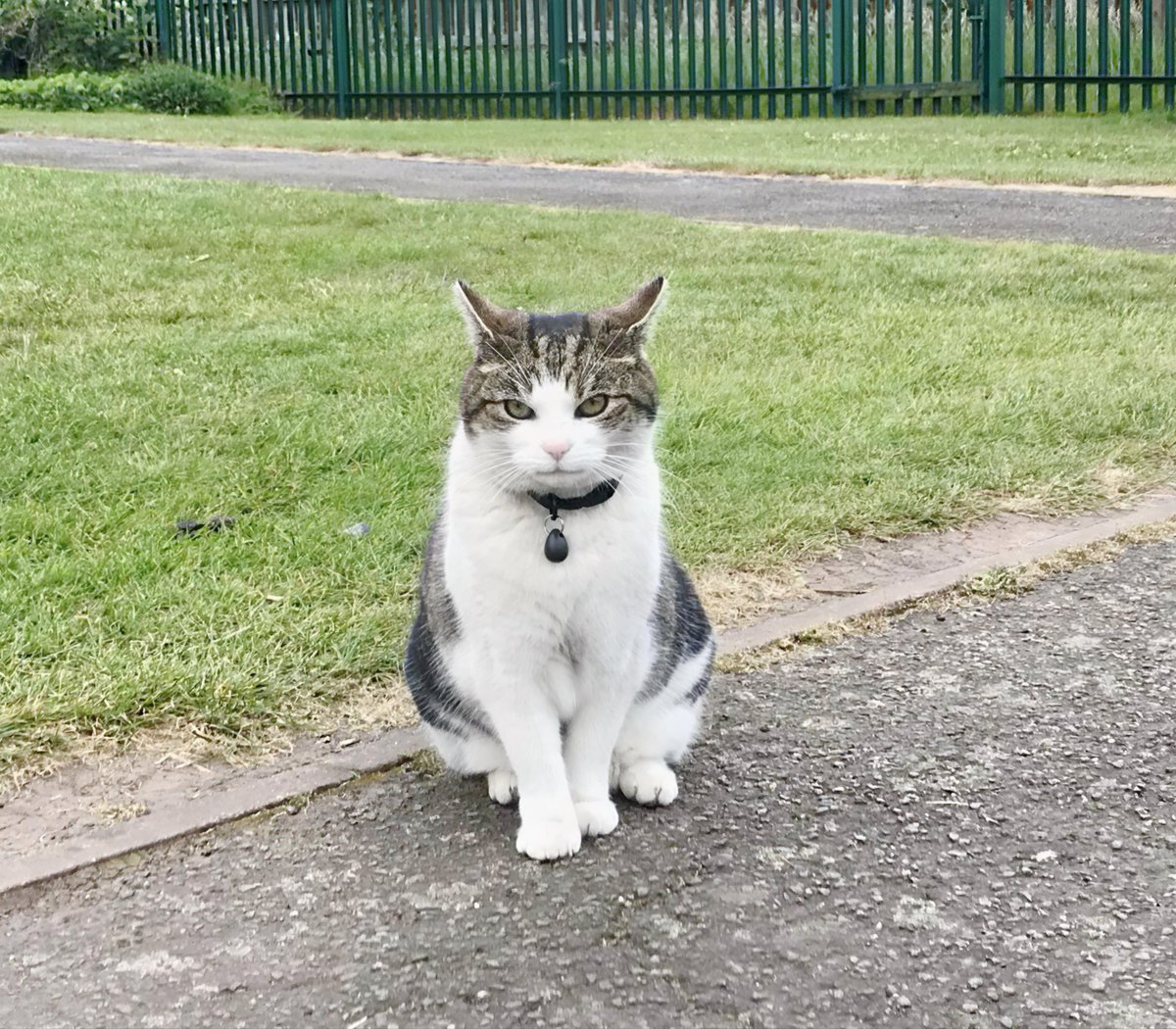 I’m on meet and greet duty at the school gate welcoming the little people back after the holiday. Come on, hurry up we need to make sure our name’s are down on the dinner register. #catsoftwitter #cats #Hedgewatch