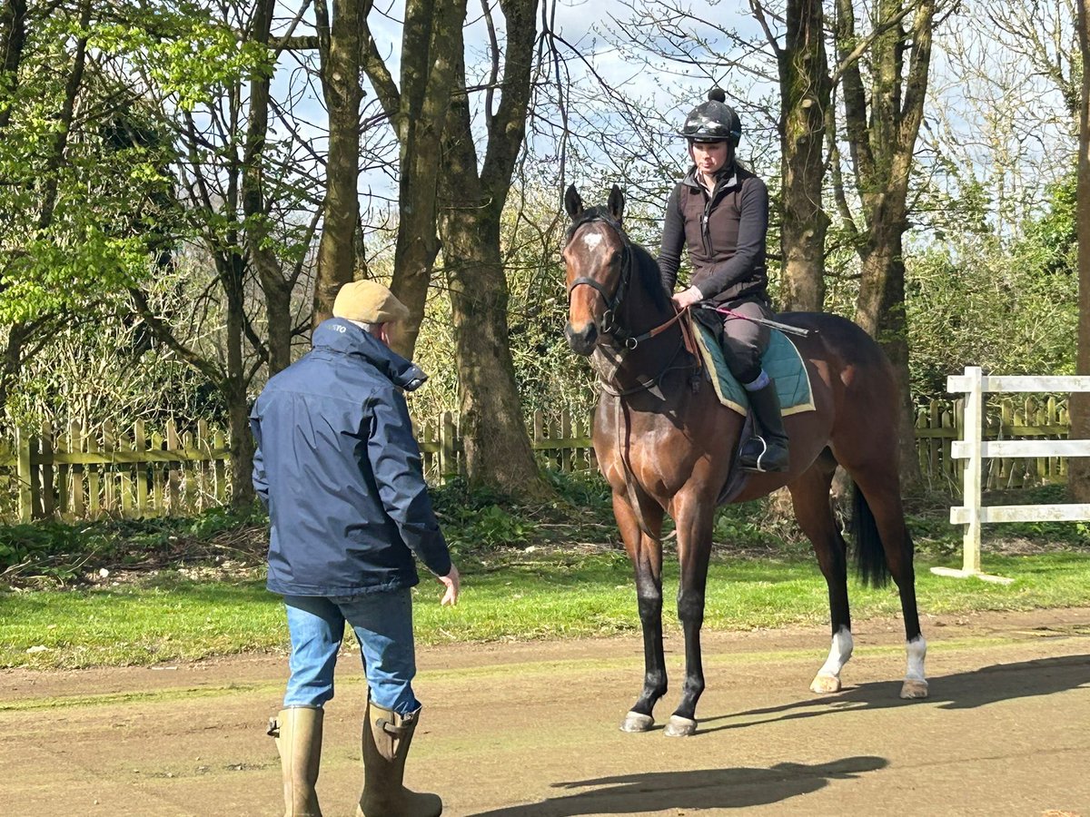 Beautiful morning in the spring ☀️ last week visiting Clive Cox Great to see last years’ star 2yo DRAGON LEADER and get to know new recruit CONSCRIPT a bit better 🔵🔴⚪️