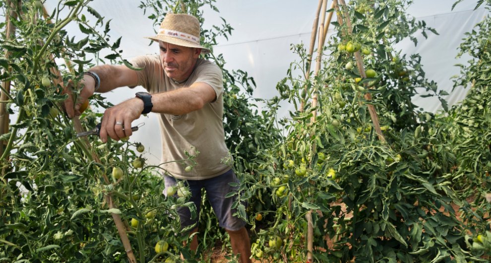 🌱 Queremos dar la bienvenida a #KmTierra, que conectará iniciativas activas en cada territorio y así estructurará sistemas alimentarios locales.

Para ello, hemos invitado a 5 entidades: CERAI, Arran de Terra, Heliconia, Mirua y Maisdetres.

🔎⇨ bit.ly/kmtierra