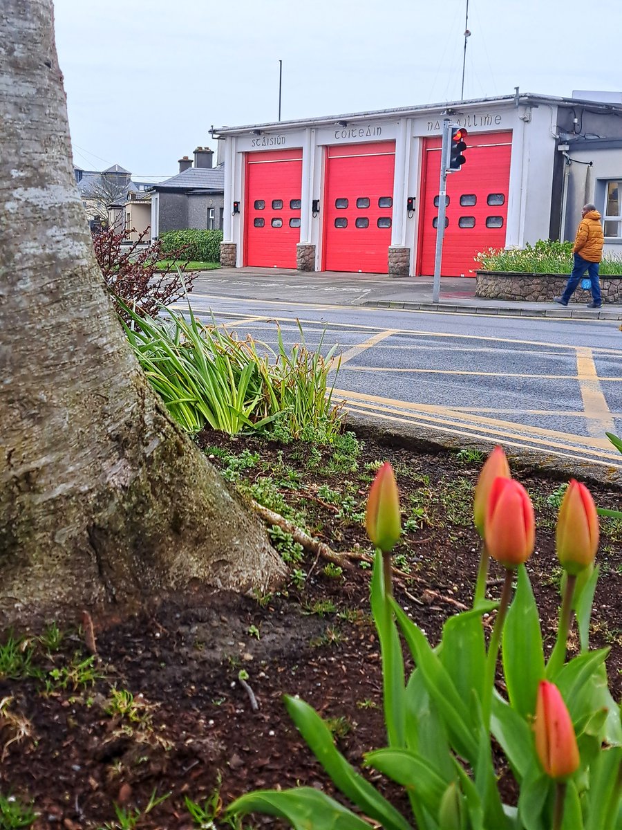 The tulips doing their best impression of a firetruck! 🌷🚒 It feels like these red tulips just popped up over night around Galway! Have you spotted any? #GalwaysWestend #Galway #Spring #Tulips #Red #FireTruck #FireEngine #Ireland