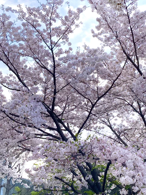 買い出しついでにお花見今年は開花が遅かったから花ごと落ちたり葉っぱが同時に出たりで桜の木も気ぜわしいね 