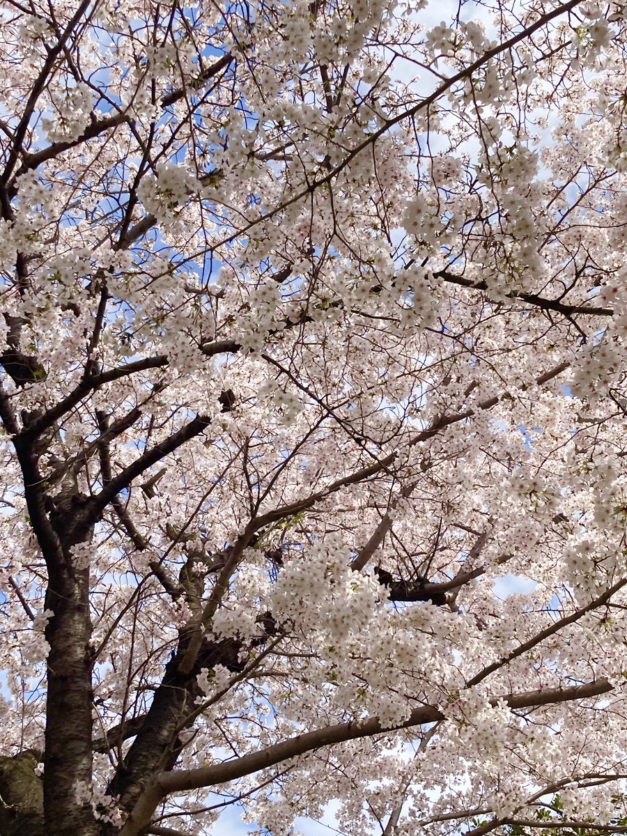 「買い出しついでにお花見今年は開花が遅かったから花ごと落ちたり葉っぱが同時に出たり」|くじら🐳のイラスト