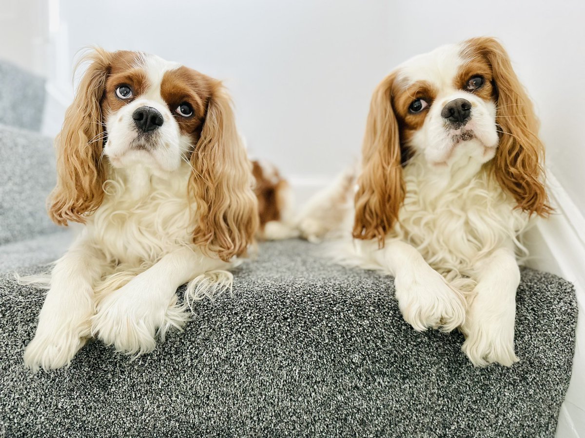 Happy Monday friends ❤️ Have a great week. Sending love and boops 😘 #DogsofX #cavpack 🐾🐾