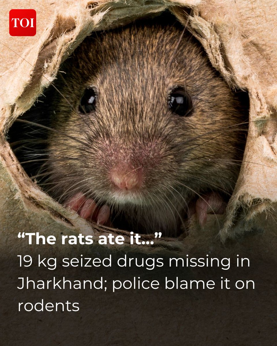 Bizarre as it may sound but rats have feasted on 10kg cannabis (bhang) and 9 kg marijuana (ganja) kept inside a police station, if a cop is to be believed. Details here: toi.in/t9_Vra